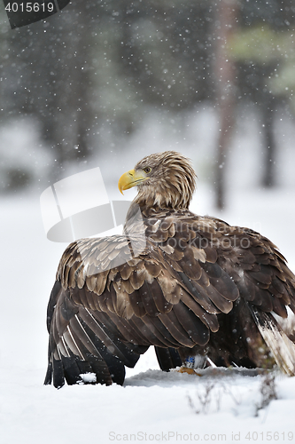 Image of White-tailed eagle (Haliaeetus albicilla) on snow. Eagle in winter. Snowfall. Snowing.