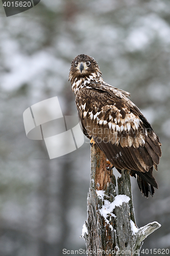 Image of eagle on tree with snowy background