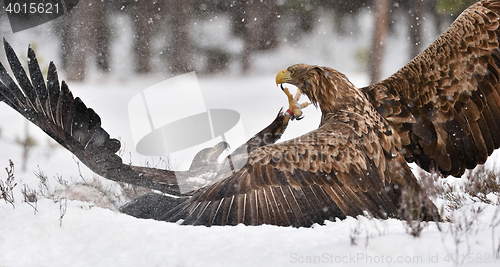 Image of eagles fighting on snow