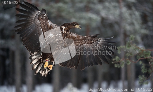 Image of white-tailed eagle in filght at winter