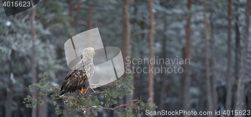 Image of white-tailed eagle on tree panorama