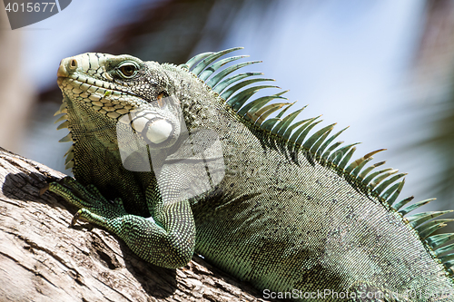 Image of Green Iguana lizard.