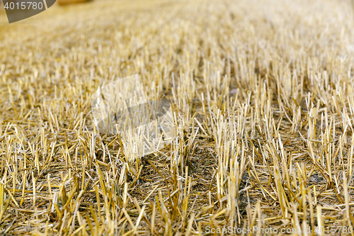 Image of cereal farming field