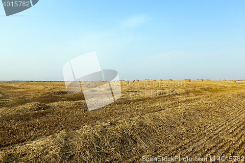 Image of haystacks in a field of straw