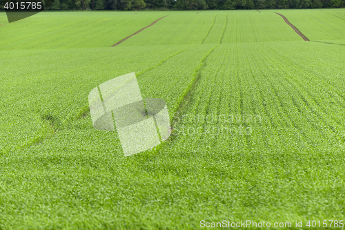 Image of green wheat, close-up