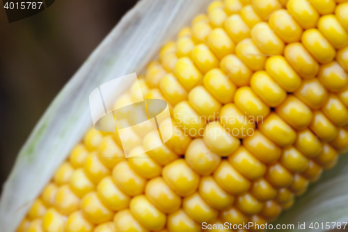Image of mature corn crop