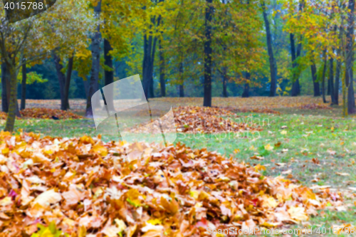 Image of autumn in the park