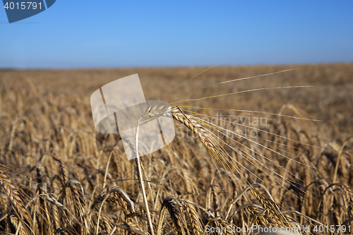 Image of ripe yellow cereals