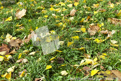 Image of The fallen to the ground.