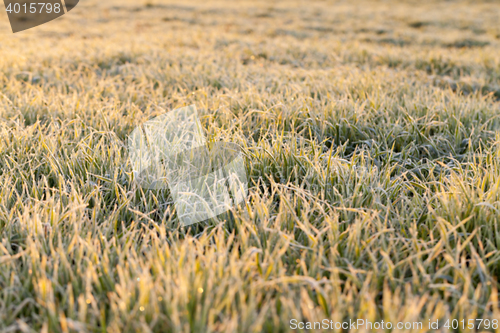 Image of frost on the wheat