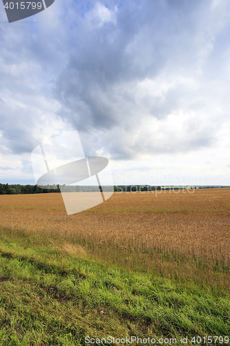 Image of ripe yellow cereals