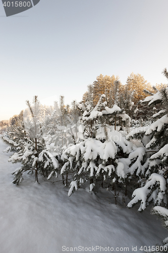 Image of tree in winter