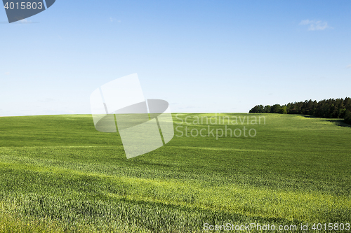 Image of wheat field. Summer