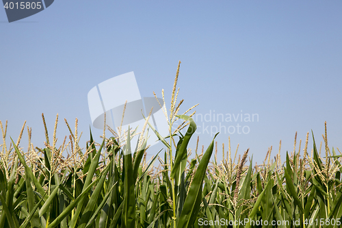 Image of Corn field, summer