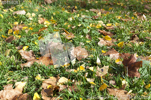 Image of foliage on grass, autumn