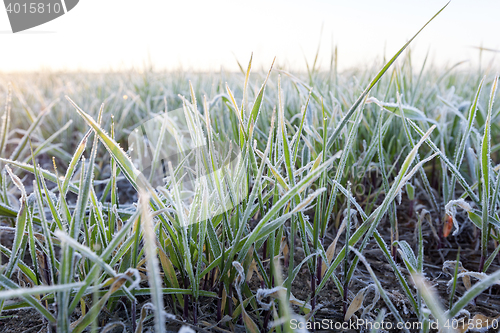 Image of green wheat, frost