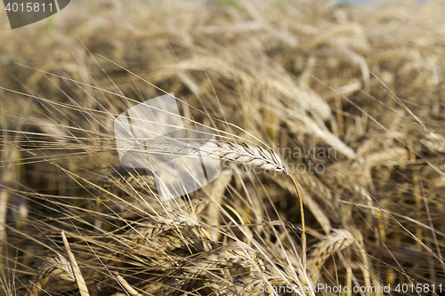 Image of ripe yellow cereals