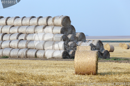 Image of cereal farming field