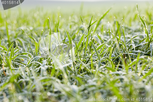 Image of young grass plants, close-up