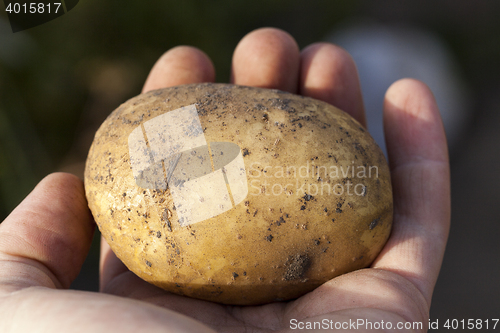 Image of Potatoes in hand