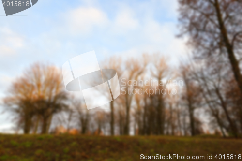 Image of trees in the park at sunset