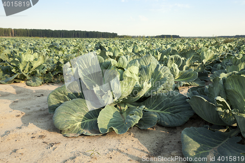 Image of Green cabbage in a field