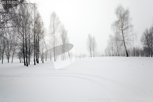 Image of trees in winter