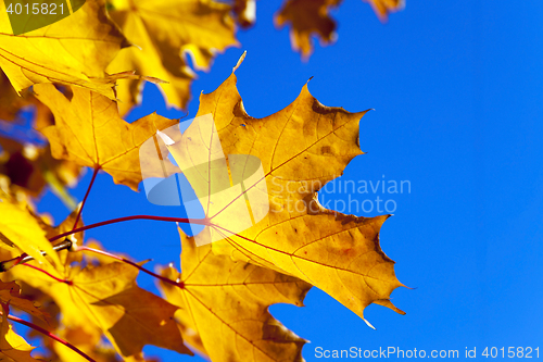 Image of yellowed maple leaves