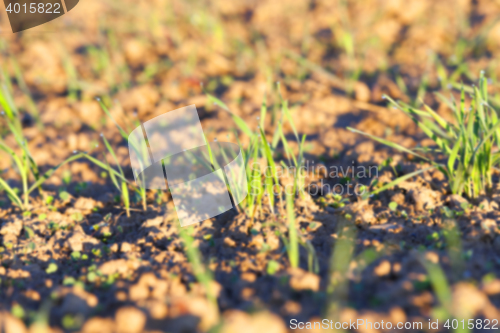 Image of young grass plants, close-up