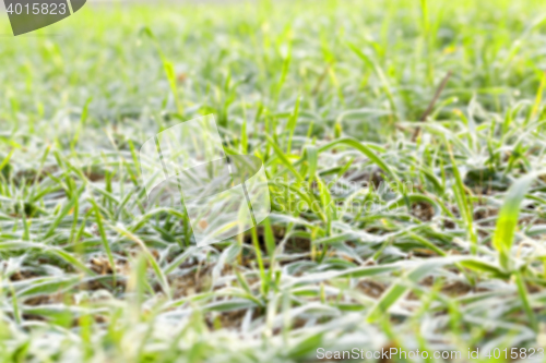 Image of young grass plants, close-up