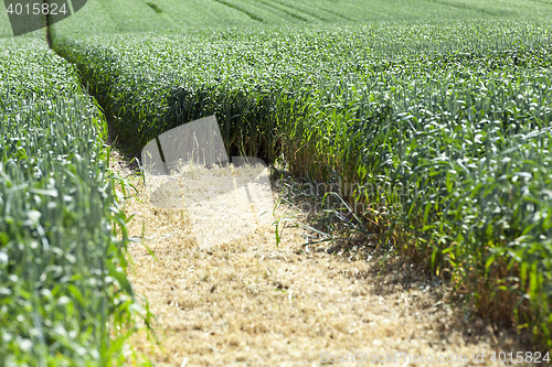 Image of Photo agriculture, Europe