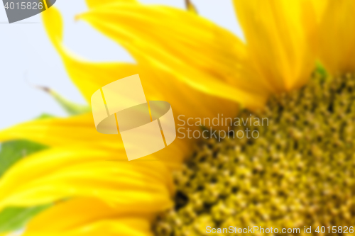 Image of flower Sunflower, close-up