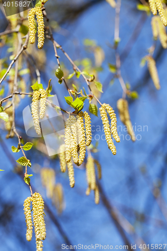 Image of birch trees in spring