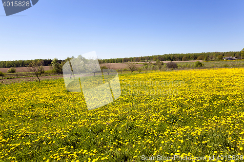 Image of yellow dandelions, spring