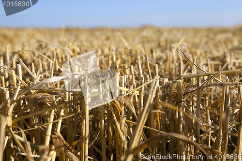 Image of Field of cereal in the summer