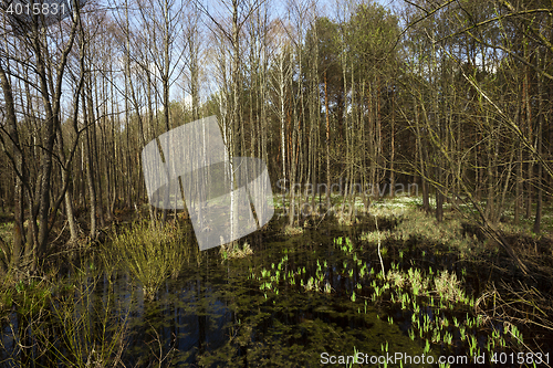 Image of swamp spring , close up