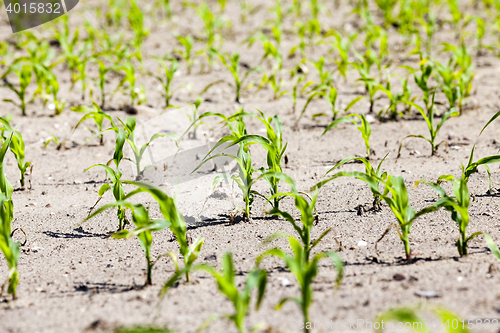 Image of corn field. Spring