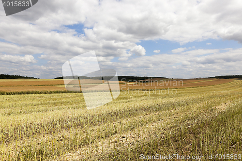 Image of collection rapeseed crop