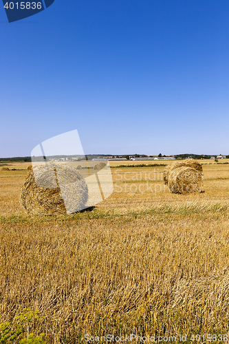 Image of agriculture harvest. summer