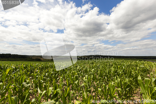 Image of Field with corn