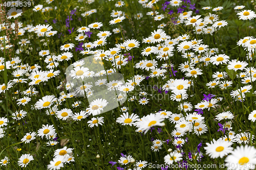 Image of white daisy flowers.