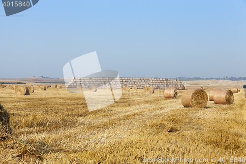 Image of haystacks in a field of straw