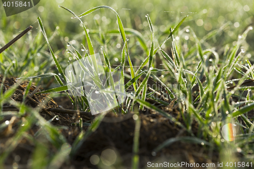 Image of young grass plants, close-up