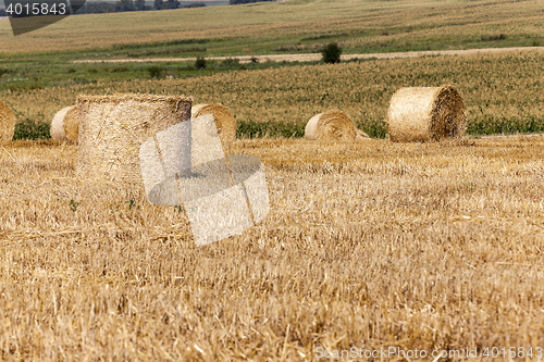 Image of haystacks in a field of straw