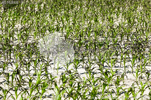 Image of Field with corn