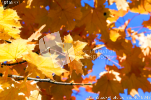 Image of autumn in the park