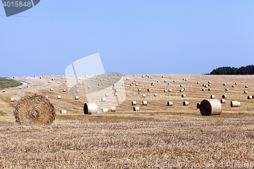 Image of haystacks in a field of straw