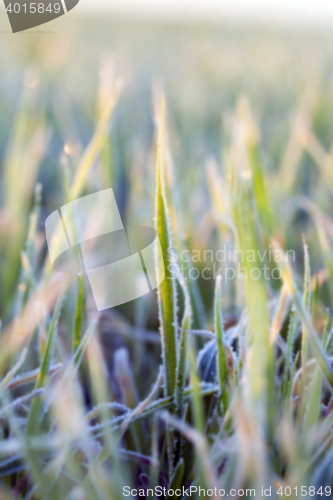 Image of wheat during frost