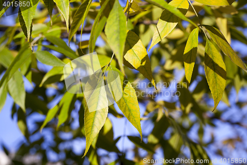 Image of yellowing leaves on the trees