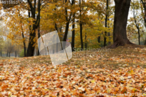 Image of autumn in the park